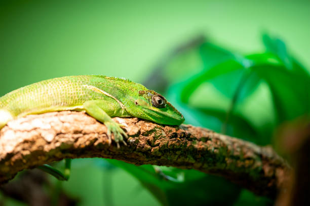 Knight anole (Anolis equestris), also known as the Cuban knight anole. Knight anole (Anolis equestris), also known as the Cuban knight anole. polychrotidae stock pictures, royalty-free photos & images