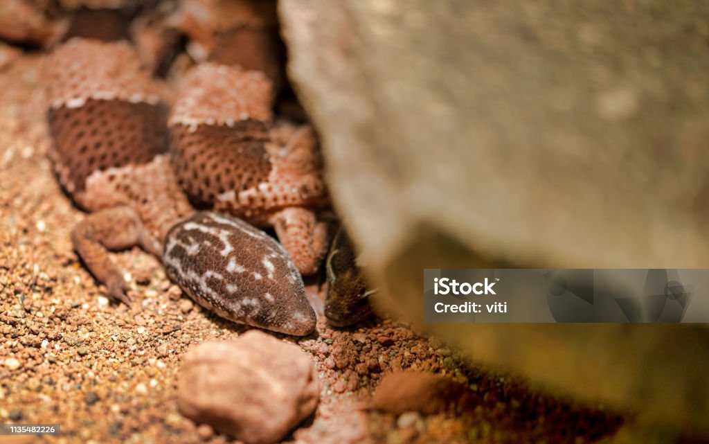 Fat-tailed gecko / Hemitheconyx caudicinctus Africa Stock Photo