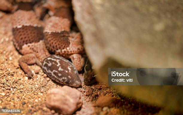 Fattailed Gecko Hemitheconyx Caudicinctus Stock Photo - Download Image Now - Africa, Gecko, Animal