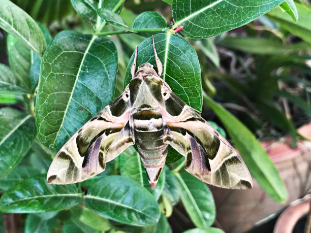 istock Daphnis nerii or Deilephila nerii or The oleander hawk moth or Army green moth. 1135482304