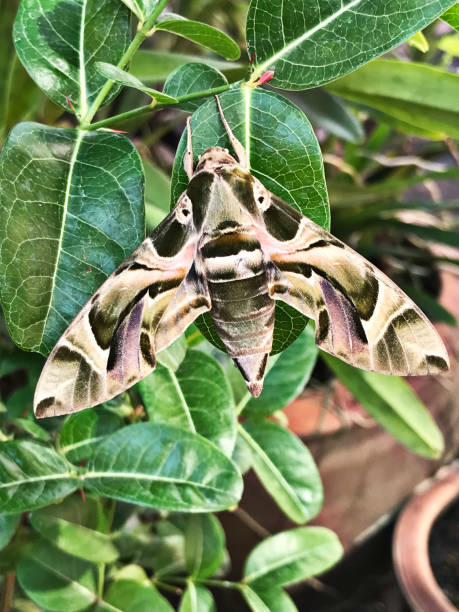 istock Daphnis nerii or Deilephila nerii or The oleander hawk moth or Army green moth. 1135482670