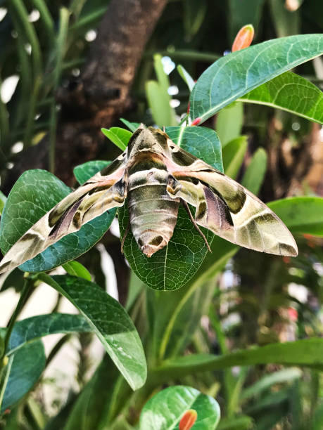 istock Daphnis nerii or Deilephila nerii or The oleander hawk moth or Army green moth. 1135482716