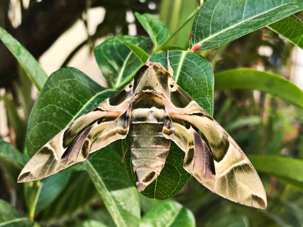 istock Daphnis nerii or Deilephila nerii or The oleander hawk moth or Army green moth. 1135482750
