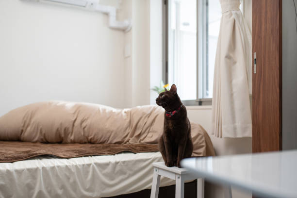 This cat's breed is American Burmese