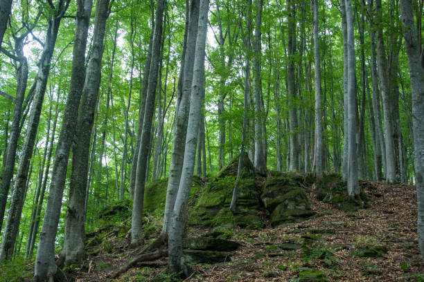 istock Ancient beech forest on the slopes of the Carpathian Mountains. 1135484447