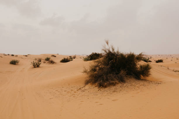 beautiful Arabian desert landscape - Image beautiful Arabian desert landscape - Image egypt horizon over land sun shadow stock pictures, royalty-free photos & images