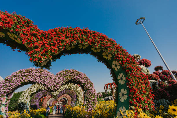 istock flower bed with colorful flowers - Image 1135485518