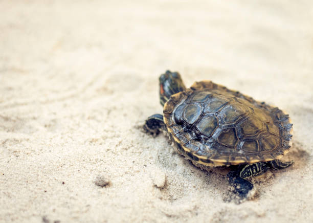 istock Common Slider, also known as Cumberland Slider Turtle, Red-eared Slider Turtle, Slider (Trachemys scripta) on a sand 1135485717