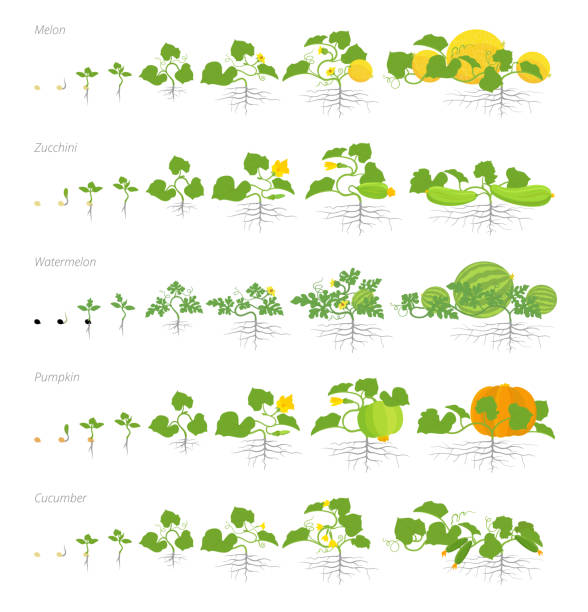 набор стадий роста cucurbitaceae растений. тыквенная дыня и арбуз цуккини или кабачки и огуречные растения. жизненный цикл. - zucchini stock illustrations