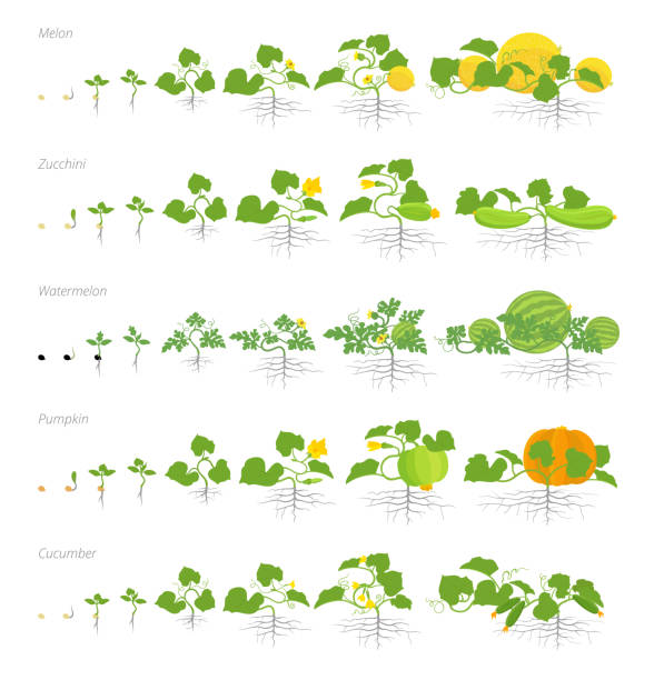 Set of growth stages cucurbitaceae plants. Pumpkin melon and watermelon zucchini or courgette and cucumber plant. life cycle. Set of growth stages cucurbitaceae plants. Pumpkin melon and watermelon zucchini or courgette and cucumber plant. life cycle. Vector illustration flat stock clipart. cultivated illustrations stock illustrations