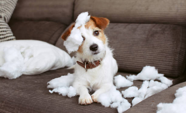FUNNY DOG MISCHIEF. NAUGHTY JACK RUSSELL HOME ALONE AFTER BITE A PILOW. SEPARATION ANXIETY CONCEPT FUNNY DOG MISCHIEF. NAUGHTY JACK RUSSELL HOME ALONE AFTER BITE A PILOW. SEPARATION ANXIETY CONCEPT mischief photos stock pictures, royalty-free photos & images