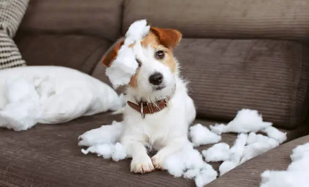 Photo of FUNNY DOG MISCHIEF. NAUGHTY JACK RUSSELL HOME ALONE AFTER BITE A PILOW. SEPARATION ANXIETY CONCEPT