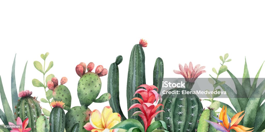 Aquarelle vecteur bannière fleurs tropicales et cactus d'isolement sur fond blanc. - clipart vectoriel de Cactus libre de droits