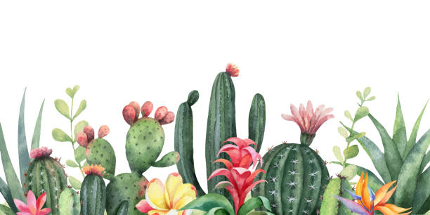 stockillustraties, clipart, cartoons en iconen met aquarel vector banner tropische bloemen en cactussen geïsoleerd op witte achtergrond. - watercolour jungle