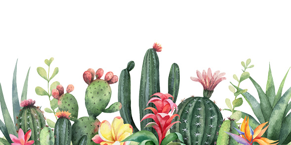 Watercolor vector banner tropical flowers and cacti isolated on white background. Illustration for design wedding invitations, greeting cards, postcards.