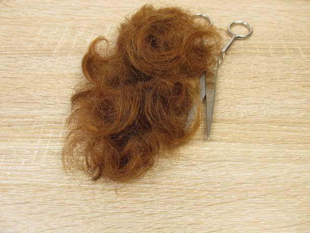 istock Cutted auburn hair tips and a scissors 1135487475