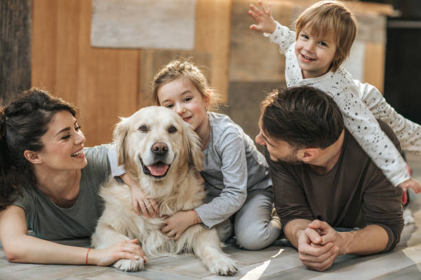 famille heureuse détendant avec leur retriever à la maison. - retriever golden retriever dog happiness photos et images de collection