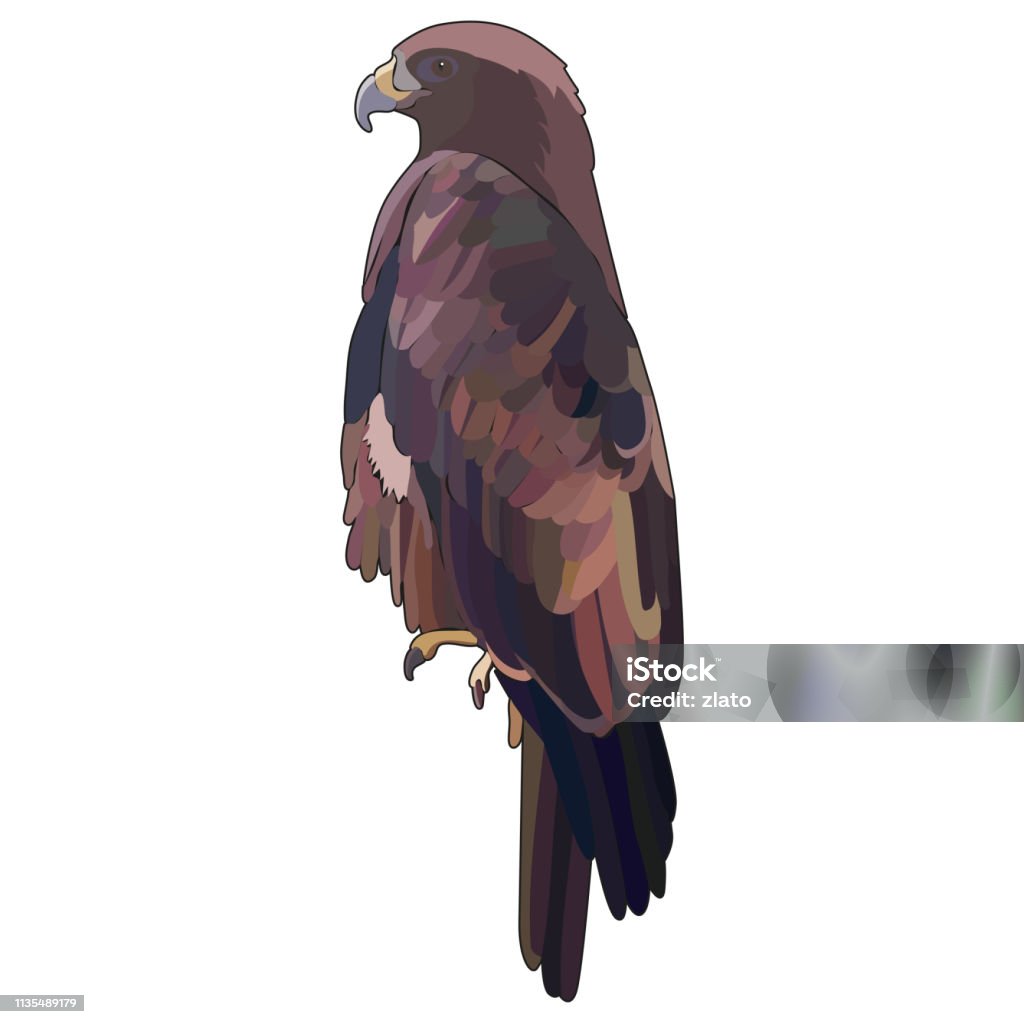 Vector illustration of eagle Vector illustration of eagle. EPS 10 Animal stock vector