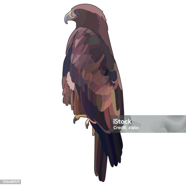 Vector Illustration Of Eagle Stock Illustration - Download Image Now - Animal, Animal Body Part, Animal Head