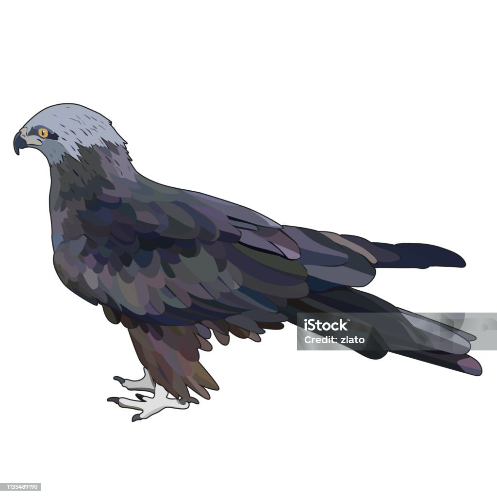 Vector illustration of eagle Vector illustration of eagle. EPS 10 Animal stock vector