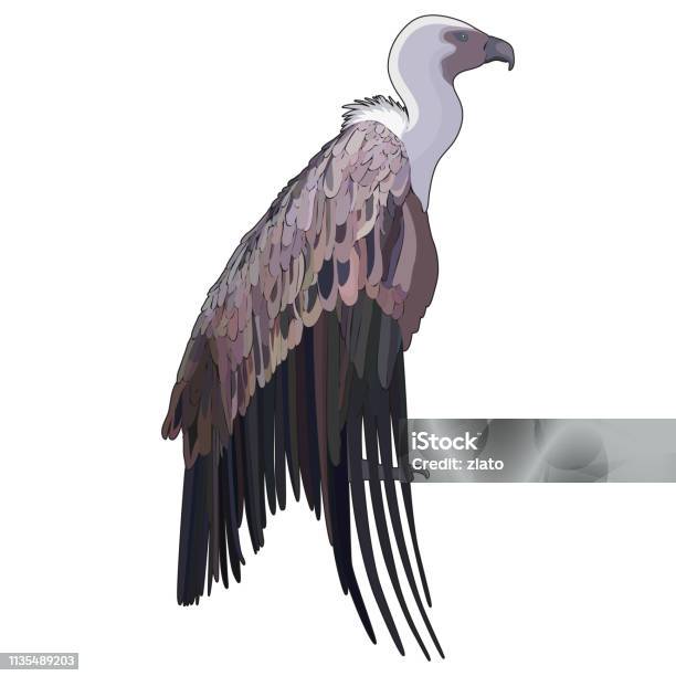 Vector Illustration Of Vulture Stock Illustration - Download Image Now - Vulture, Animal, Animal Body Part