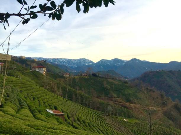 istock black tea fresh tea village 1135489454
