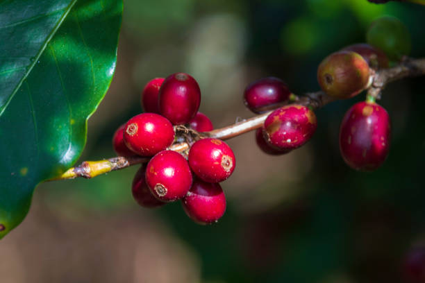 istock Ripe coffee beans on highland 1135489514