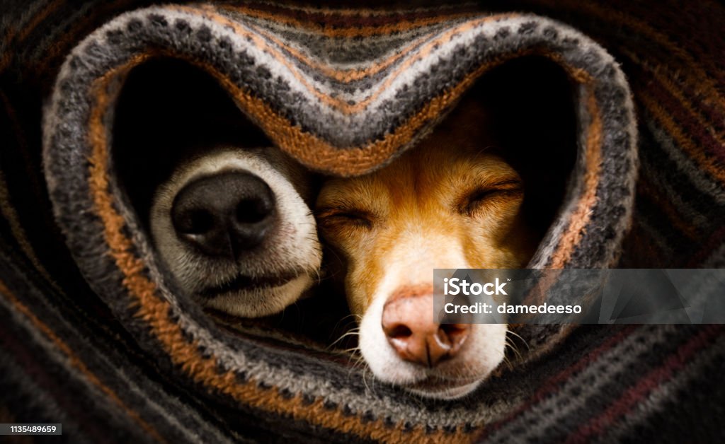dogs under blanket together couple of dogs in love sleeping together under the blanket in bed in heart form,  warm and cozy and cuddly Dog Stock Photo