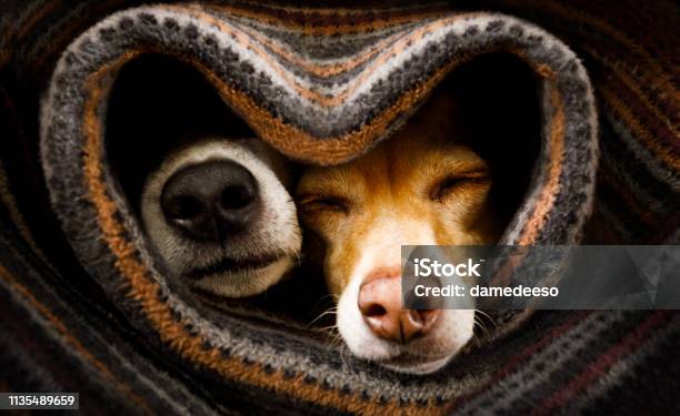Dogs Under Blanket Together Stock Photo - Download Image Now - Dog, Pets, Love - Emotion