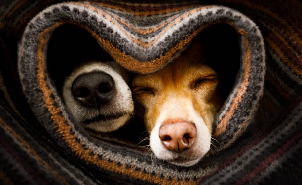 dogs under blanket together - love imagens e fotografias de stock