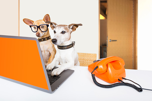 team or couple of dogs  with glasses as secretary or operator with red old  dial telephone or retro classic phone and pc laptop computer