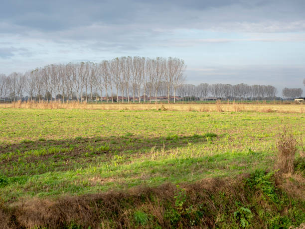 Country near Sant'Angelo Lodigiano, Italy Country landscape at fall near Sant'Angelo Lodigiano, Lodi, Lombardy, Italy lodi italy stock pictures, royalty-free photos & images