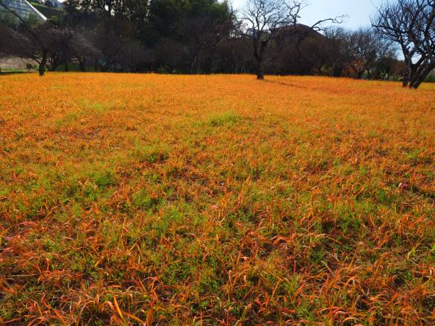 istock autumn color of grass fields 1135490651