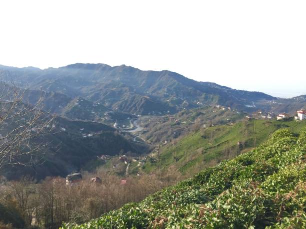 istock black tea fresh tea village 1135491190