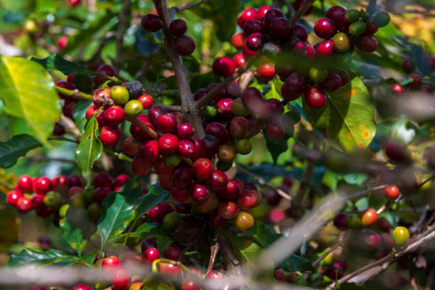 istock Ripe coffee beans on highland 1135491326