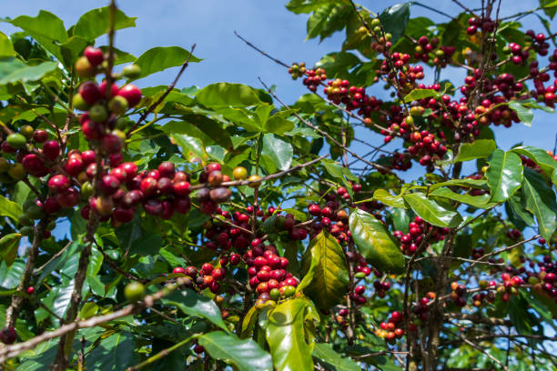 istock Ripe coffee beans on highland 1135491332