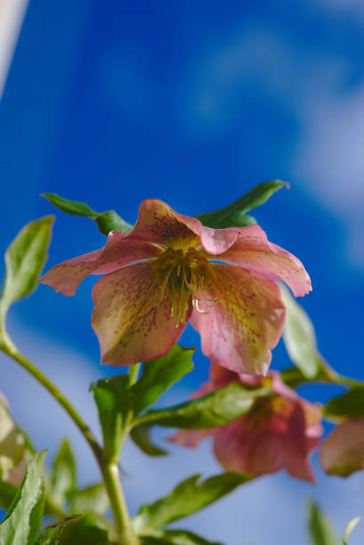 Helleborus or Hellebore (Buttercup) pink on a background of blue sky