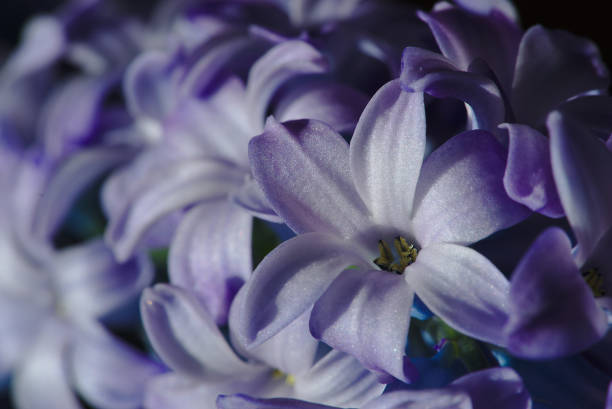 istock Blue hyacinth flowers in close-up 1135491543