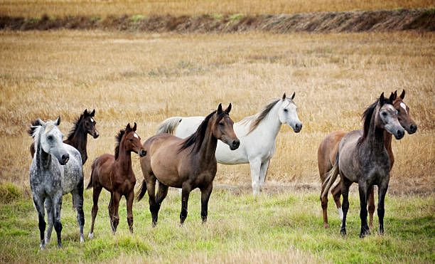 アラビア馬 - arabian horse ストックフォトと画像