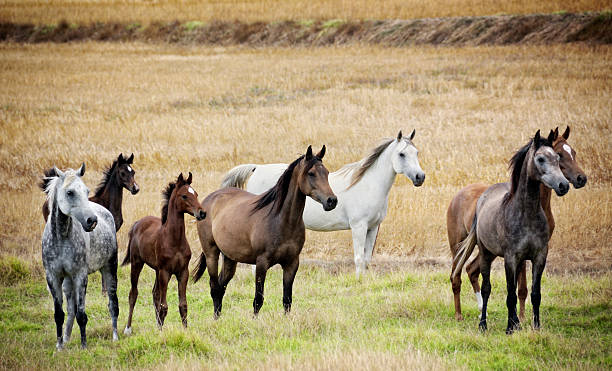 konie arabskie - arabian horse zdjęcia i obrazy z banku zdjęć