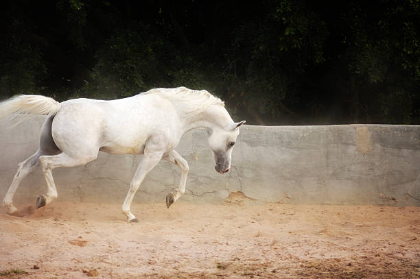 ホワイトスタリオン - horse arabian horse arabia white ストックフォトと画像