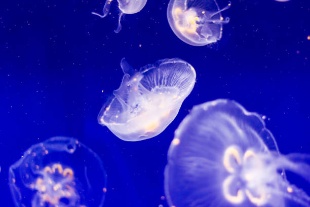 istock Jellyfish diving in the mediterranean sea 1135498381