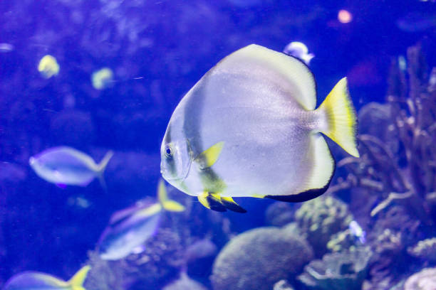 istock Colorful tropical fish in a aquarium 1135498386