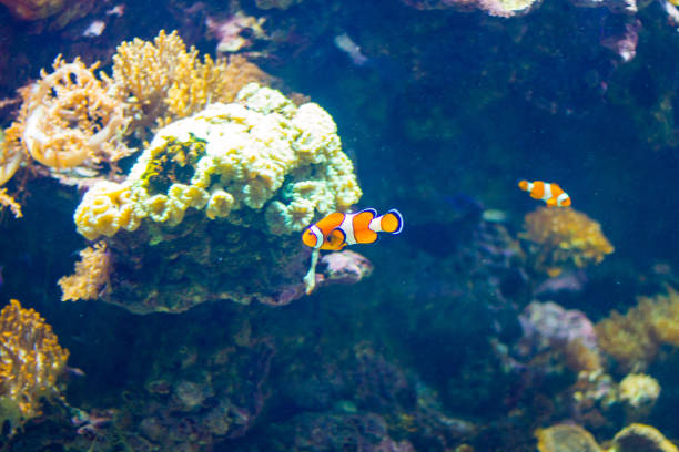 istock Small clownfish in a aquarium 1135498400