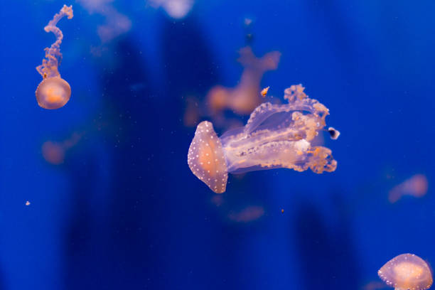 istock Jellyfish in the mediterranean sea 1135498402