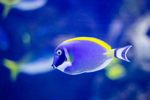 istock Colorful tropical fish yellow and blue 1135498431