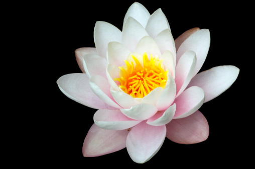 Close-up of pink waterlily blooming on a black background