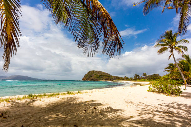 Palmiers, ciel bleu avec plage des Caraïbes et vue sur l'océan: Palm Island, Saint-Vincent-et-les-Grenadines. - Photo