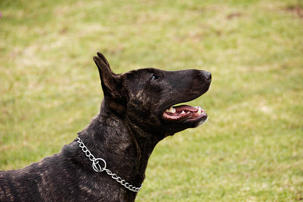 Attentive dog with collar II stock photo