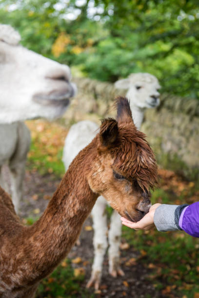istock Cute and Sheared Lllamas in English countryside. 1135500311